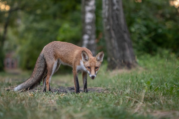 Red fox (Vulpes vulpes)