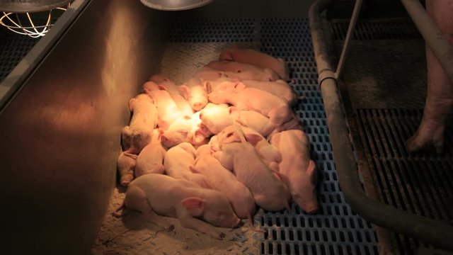 pigs and piglets mother drinking milk