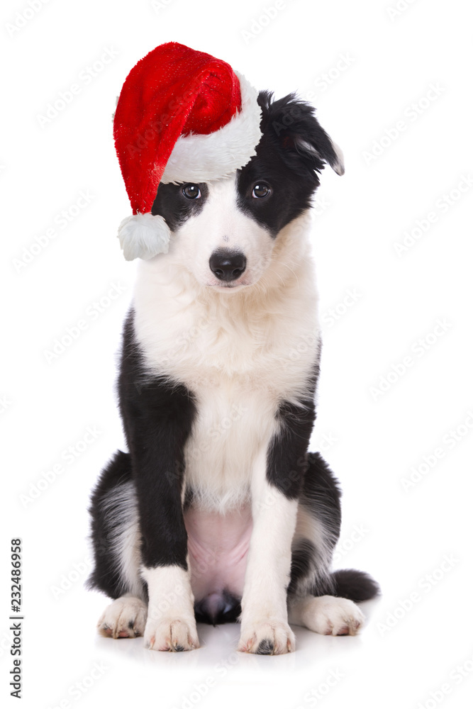 Wall mural Border Collie Welpe mit Weihnachtsmütze isoliert auf weißem Grund