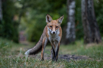 Red fox (Vulpes vulpes)