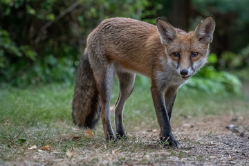 Red fox (Vulpes vulpes)