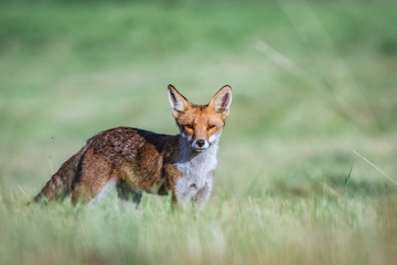 Red fox (Vulpes vulpes)