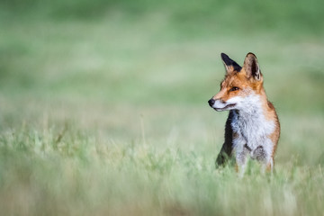 Red fox (Vulpes vulpes)
