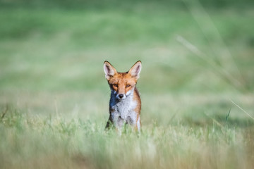 Red fox (Vulpes vulpes)