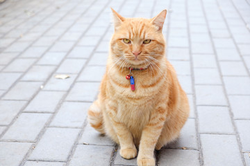 Red beautiful cat sitting on the pavement
