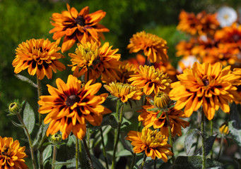 beautiful flowers in nature in the botanical garden