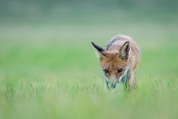 Red fox (Vulpes vulpes)