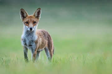 Red fox (Vulpes vulpes)