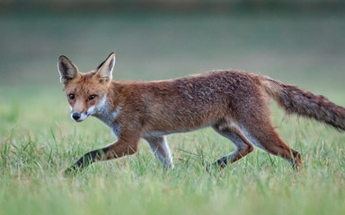 Red fox (Vulpes vulpes)