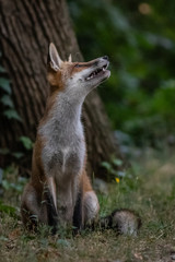 Red fox (Vulpes vulpes)