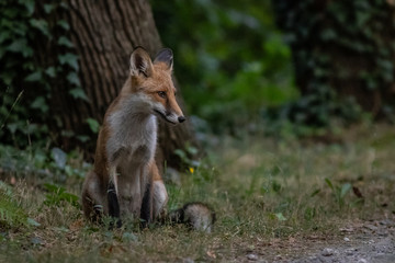 Red fox (Vulpes vulpes)