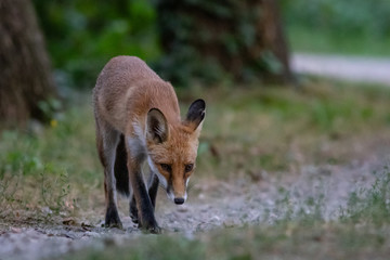Red fox (Vulpes vulpes)