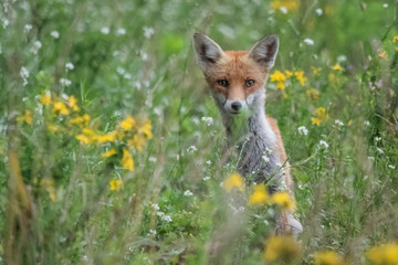 Red fox (Vulpes vulpes)