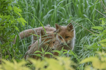 Red fox cubs (Vulpes vulpes)