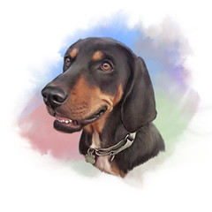 Realistic Portrait of Dachshund. Handsome Hunting Dog on watercolor background. Animal collection. Hand painted illustration. Good for print T-shirt, cover, banner. Art background. Design template