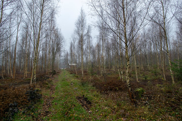 morning in forest