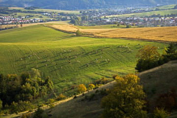 Green field with cows