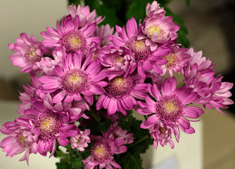 Fototapeta premium beautiful flowers in nature in the botanical garden