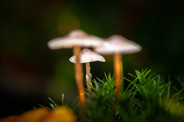 Mushrooms in the forest very colorful surrounded by moss and moisture and great blur.