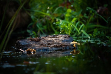 Golden yellow fungus grows from decomposed piece of wood in the water.  Remarkable and special macro scene