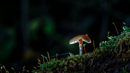 small fungi mushroom on green moss with dark backgrounds and a tree trunk. Autumn scene with backlighting, atmospheric lighting and macro details
