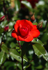 beautiful flowers in nature in the botanical garden
