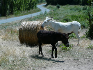 BLANC ET NOIR