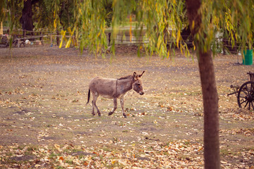 beautiful brown young donkey on a farm outdoors.
