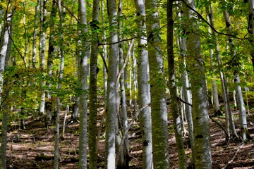 naturaleza, paisaje, verde, roca, cascada, árbol, arroyo, montagna, roca, primavera, hermoso,...