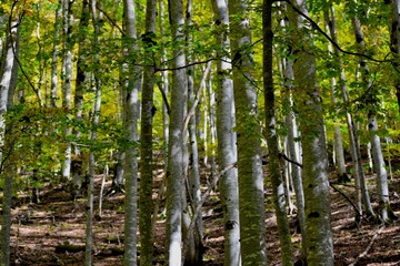 naturaleza, paisaje, verde, roca, cascada, árbol, arroyo, montagna, roca, primavera, hermoso, gemas, chorros, musgo, árbol, caer, ambiente, nativo, madera