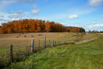Beautiful Fall colours of Ontario's countryside, Bellfountain, Ontario, Canada. 