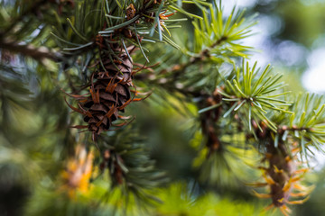 Douglas fir tree branch with cones on autumn. Closeup