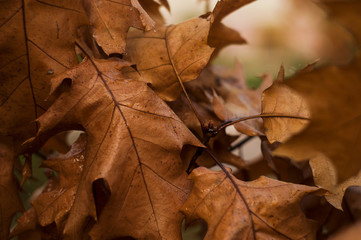 Wet oak fall leaves