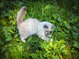 Little fluffy kitten runs on the green grass. Sunny summer day.