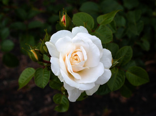 beautiful flowers in nature in the botanical garden