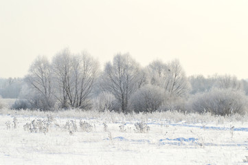 winter landscape trees in snow