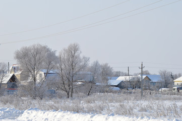trees in the snow in the village