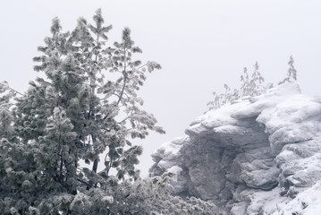 snow-covered rocks and graphic pines against a cloudy sky during a snowfall