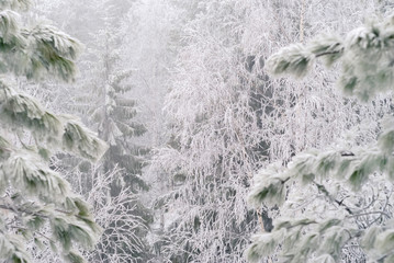 natural winter forest thickets with a pattern of woody branches covered with snow and hoarfrost