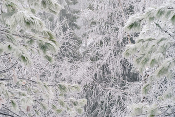 natural winter forest thickets with a pattern of woody branches covered with snow and hoarfrost