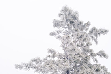frozen graphic pine against a cloudy sky during a snowfall