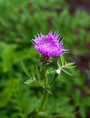 Fototapeta premium beautiful flowers in nature in the botanical garden