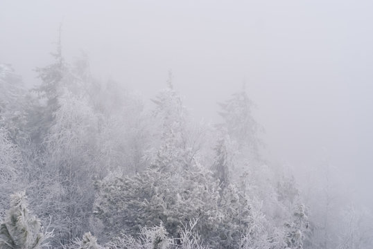 white background, landscape - snow-capped peaks of trees, barely visible in the frosty haze © Evgeny