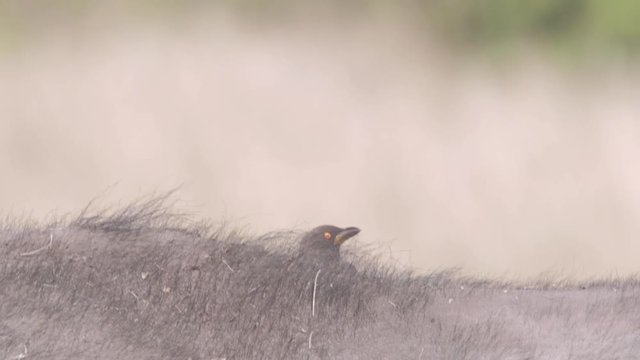 Yellow Billed Oxpeckerbuff birds sitting on cape buffalo back, Maasai Mara reserve