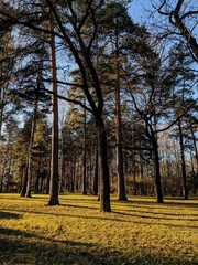 Fototapeta premium autumn in the park