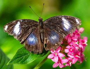 Great Eggfly