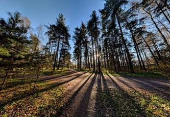 road in the forest