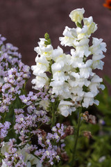 beautiful flowers in nature in the botanical garden