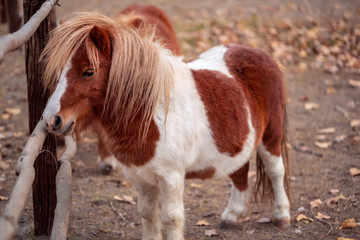 Brow miniature horse. Outdoors.