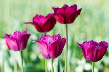 Dark pink tulip in nature - shallow depth of field